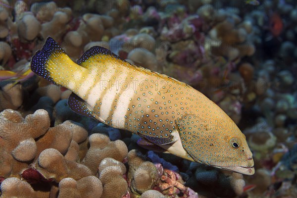 Peacock Grouper