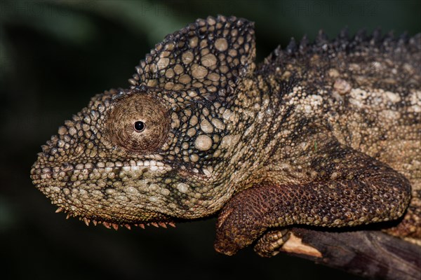 Malagasy giant chameleon