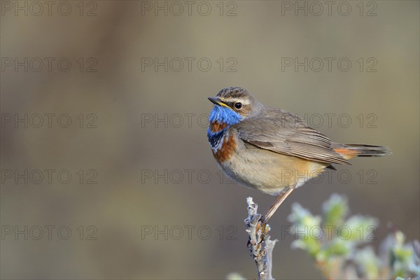 Red-spotted bluethroat