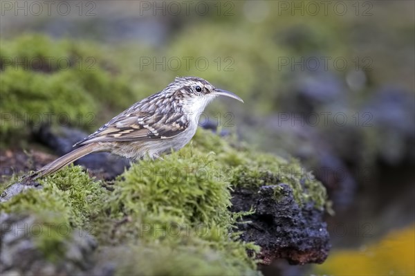 Short-toed treecreeper