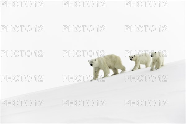 Polar bears