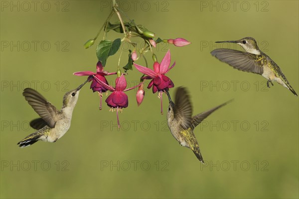 Black-chinned Hummingbirds