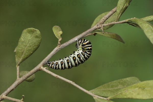 Black Swallowtail