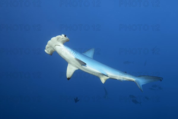 Scalloped hammerhead shark