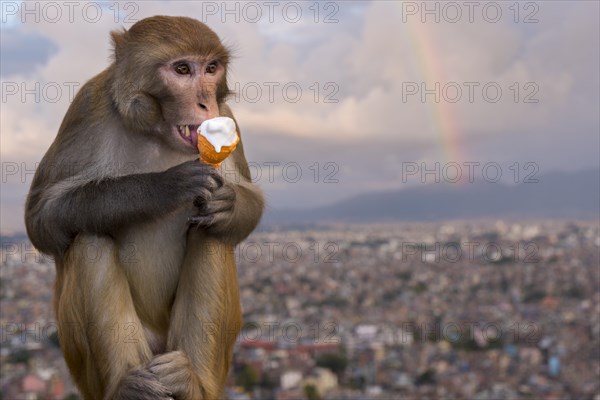 Rhesus macaque