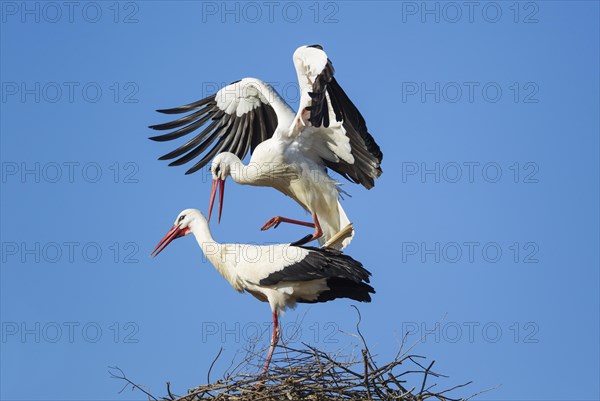 White stork