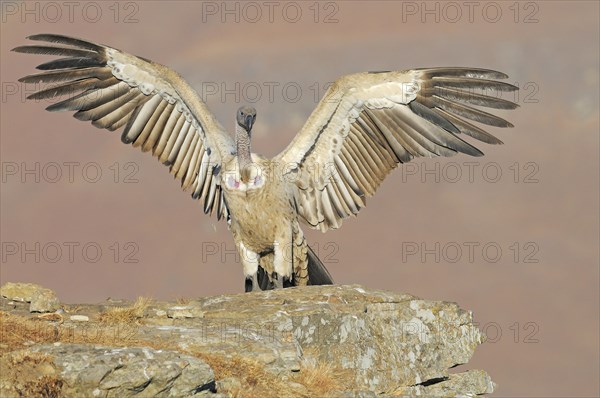 Cape vultures