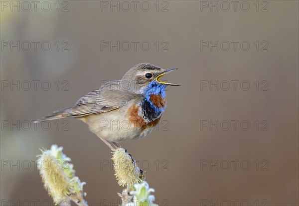 Singing red-spotted bluethroat