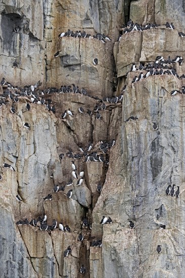 Thick-billed murre