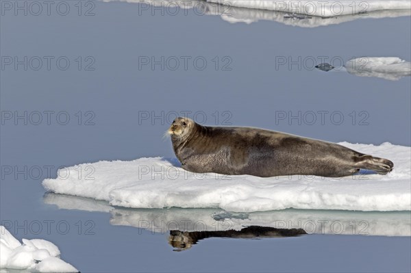 Bearded seal