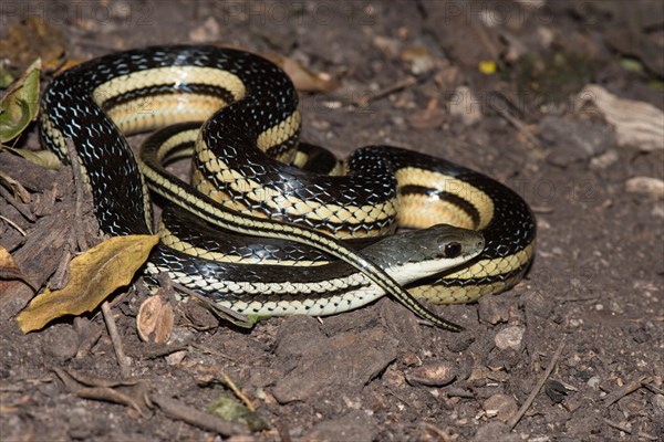 Lateral Water Snake