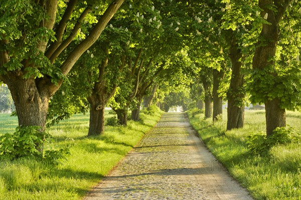 Tree-lined road in the morning light