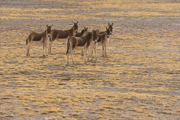 A herd of Kiang or