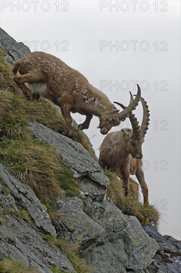 Fighting Alpine Ibexes