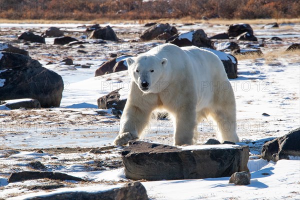 Polar bear