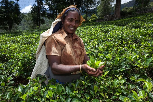 Tea picker