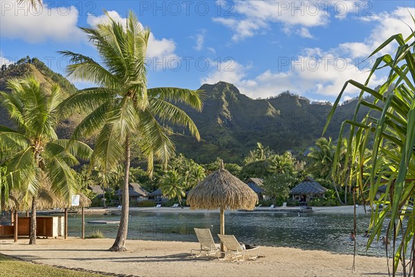 Chairs on beach with palm trees