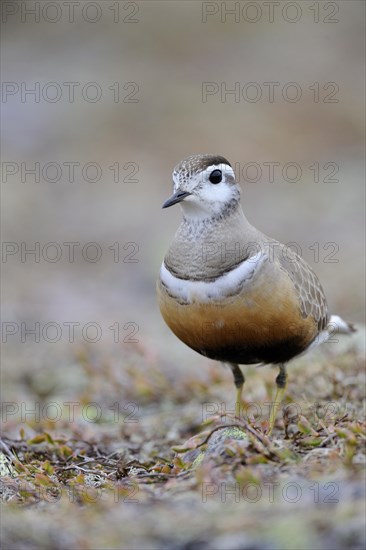 Eurasian dotterel