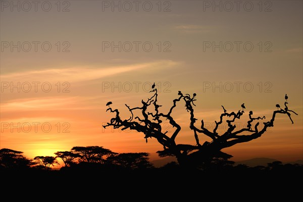 White Storks