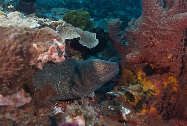 Sooty-head moray