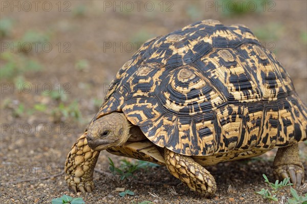 Leopard tortoise