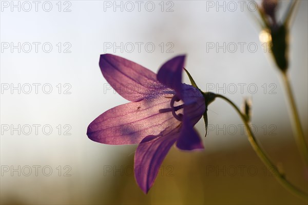 Spreading bellflower