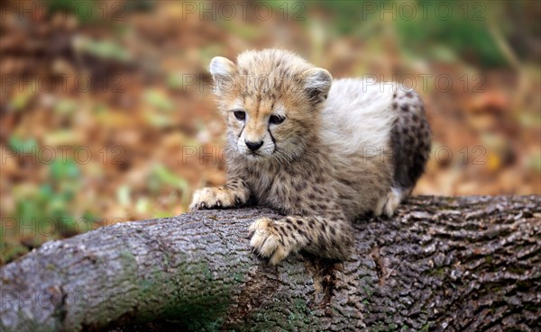 Cheetah