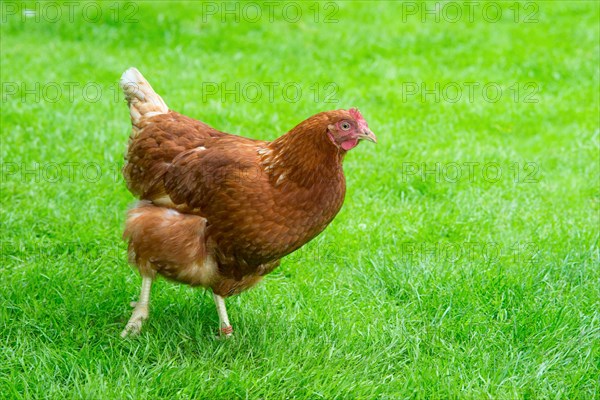 Brown hybrid hen