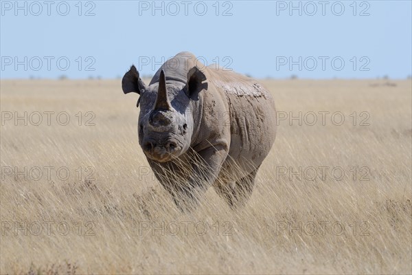 Black rhinoceros