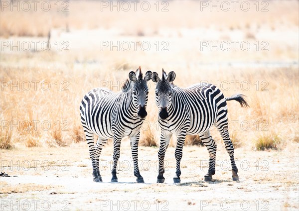 Pair of young Crawshay's zebras
