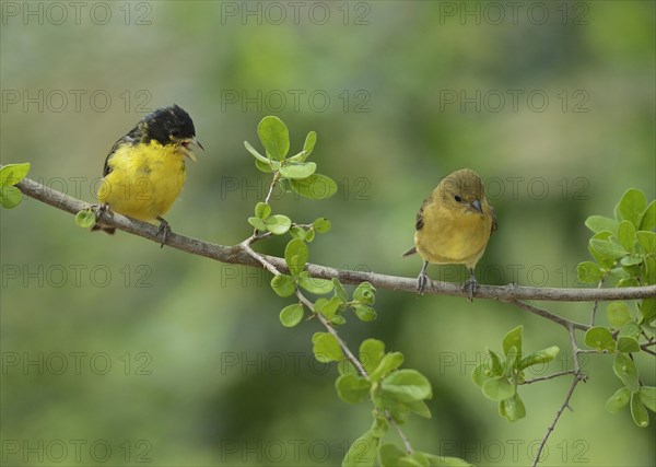 Lesser Goldfinch