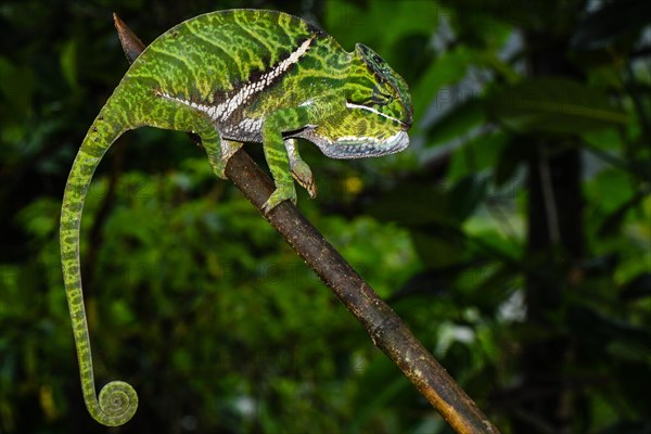 Two-banded chameleon