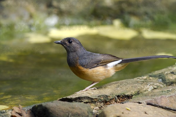 White-rumped shama