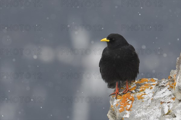 Alpine Chough