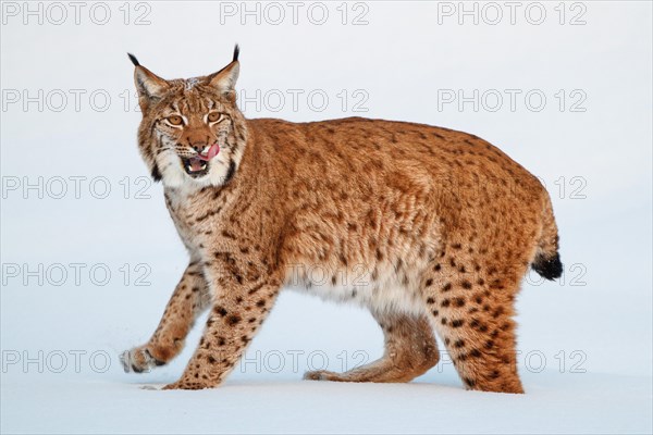 Eurasian lynx