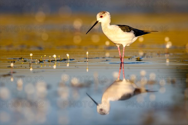 Black-winged stilt