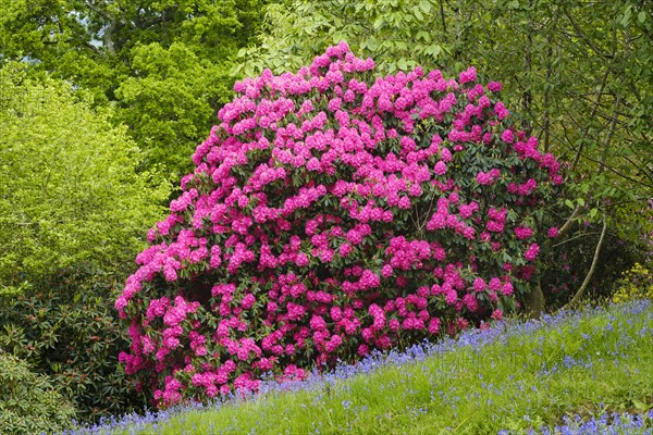 Flowering Rhododendron