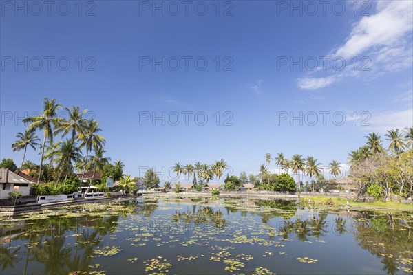 Water lilies