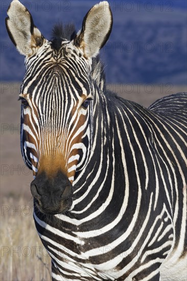 Cape mountain zebra