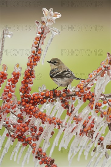 Yellow-rumped Warbler