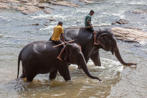 Mahouts ride Asian elephants