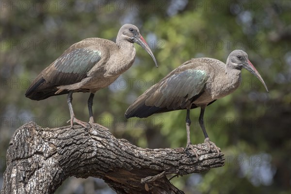 Hadada ibis