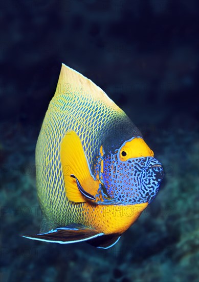 Blueface Angelfish