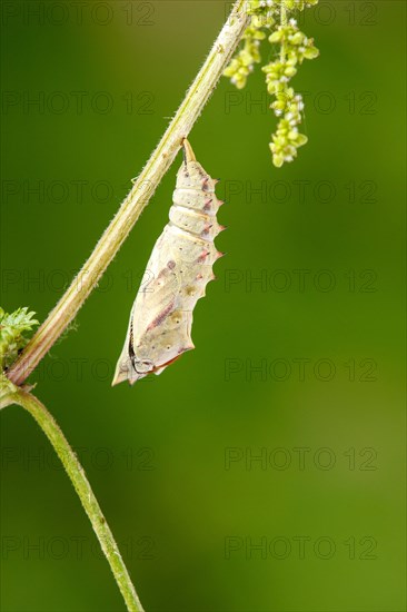 Caterpillar in chrysalis