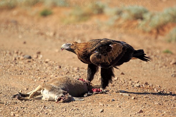 Wedge-tailed eagle