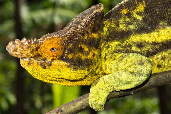 Parson's chameleon