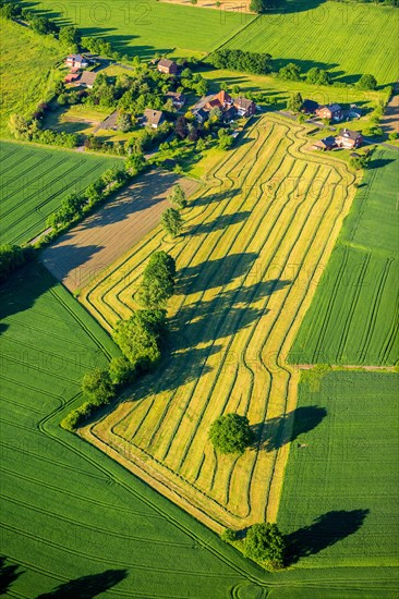 Haymaking between Werne-Stockum and Horst