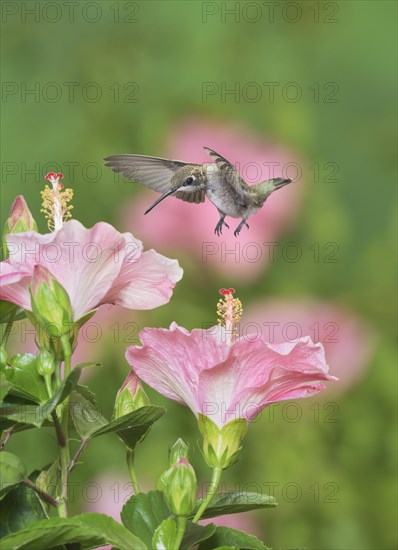 Ruby-throated Hummingbird