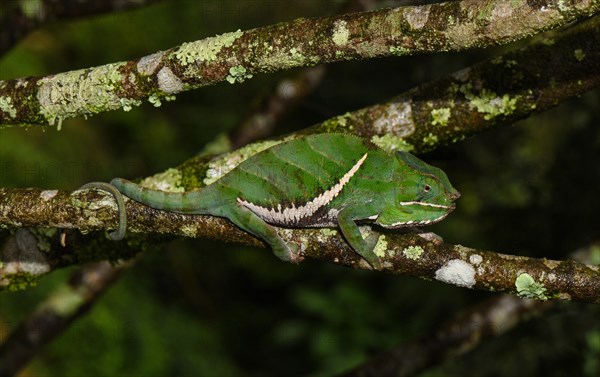 Two-banded chameleon