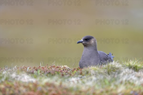 Long-tailed skua or long-tailed jaeger